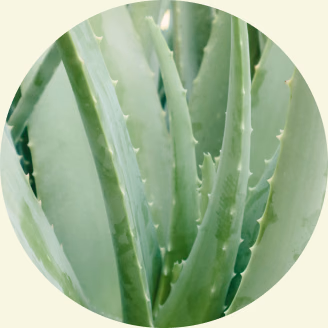 Close-up of aloe vera leaves