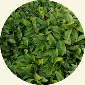 Fresh green tea leaves